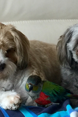 Petting Dogs and Birds